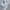 Celana Golf Mizino man 3/4 white BNWT photo 2