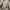 COAT BURBERRY BRIT WOMEN JACKET photo 8