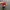 Vans Authentic OG 44 DX Anaheim Red Chilli photo 4