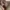 Nike ACG Sportswear Track jacket Pria tan photo 4