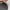 Bass Pro Shops dad hat script logo olive photo 6