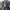 Dickies Vintage Casual Harrington jacket Pria gray photo 2