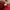 Adidas Sportswear Jersey Pria red photo 6