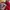 Adidas Sportswear Jersey Pria red photo 7