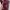 DR MARTENS 1460 Red Cherry photo 8