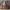 Futurist Pria brown photo 2