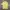 Hai Sporting Gear Vintage Avant Garde T-shirt Pria yellow photo 1