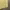 Hai Sporting Gear Vintage Avant Garde T-shirt Pria yellow photo 3