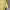 Hai Sporting Gear Vintage Avant Garde T-shirt Pria yellow photo 5