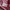 Deus Ex Machina Streetwear Biker T-shirt Pria pink photo 5