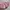 𑣲⋆  Pink Ruffle Tulle Bloomers Skirt