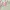 2000’s POLKA WHITE PINK LINING CAMITOP photo 2