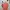 Arnold Palmer Streetwear T-shirt Pria multicolor photo 5