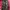 Jacket Windbreaker Volcom Raindrop Camo