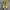 Converse 70s Hi Sunflower Non Egret photo 4