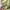 jorts pants camo / army  photo 4