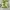 jorts pants camo / army  photo 5