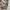 jorts pants cargo camo / army photo 5