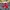 Nike Ebernon Low White University Red  photo 3