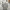 Champion Streetwear T-shirt Pria gray photo 4