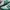 Adidas Indie Casual Sneakers Pria White Green