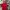 Nike Sportswear T-shirt Pria red photo 2