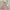 Mini dress shewearssugar brand new photo 6