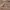 DUCK HEAD Apparel Chino Duck Canvas Workpants photo 6