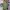 Topten Vintage Streetwear T-shirt Pria green photo 2