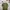 Topten Vintage Streetwear T-shirt Pria green photo 5