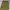 Adidas Y2K Sportswear Tracksuit Pria green photo 7