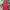 Dior Streetwear Luxury Polo shirt Pria red photo 1