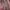 Michael Kors Luxury Tote bag Wanita pink photo 7
