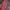 Michael Kors Luxury Tote bag Wanita pink photo 3