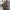Timberland Streetwear Luxury Polo shirt Pria brown photo 2