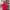 Vintage Streetwear Polo Shirt Pria Red