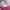CELINE Luxury Minimalist Wanita pink photo 3