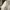 The North Face Gorpcore Casual Trench coat Pria white cream photo 4