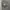 Dickies Streetwear Puffer jacket Pria photo 3
