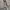 Michael Kors Casual Shoulder bag Wanita white photo 4