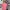 Uniqlo Vintage Streetwear T-shirt Pria pink photo 2