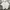 Nautica Casual Polo Shirt Pria White