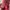 Coach Vintage Handbag Wanita red photo 6