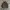 Kempel Casual Harrington jacket Pria green cream photo 1