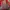 The North Face Gorpcore Puffer jacket Pria red gray photo 5