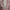 Luxury Evening dress Wanita pink photo 4