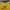 Guess Streetwear Indie Hoody Pria Yellow