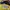 Guess Streetwear Indie Hoody Pria yellow photo 4