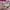 Japanese brand Streetwear Y2K Crop top Wanita pink photo 4