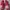 Adidas Streetwear Sportswear Sneakers Kids pink photo 3